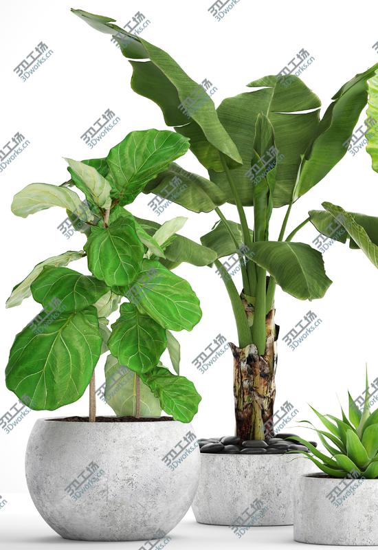 images/goods_img/202105074/3D Collection plants/2.jpg